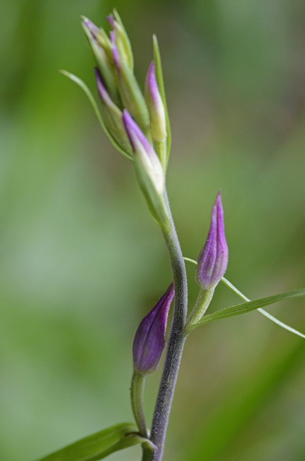 Orchidee Passo Pian delle Fugazze da confermare